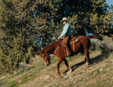 HorseID: 2314341 Journey (Reg. as MO Curly Sue) - PhotoID: 1100001