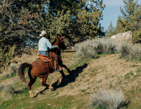 HorseID: 2314341 Journey (Reg. as MO Curly Sue) - PhotoID: 1100002