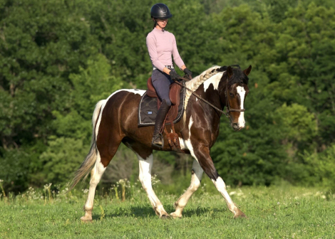 HorseID: 2314342 Raffi - PhotoID: 1099995