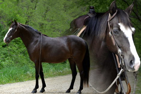 HorseID: 2314344 Tri-Mi Dipped In Chocolate - PhotoID: 1100003