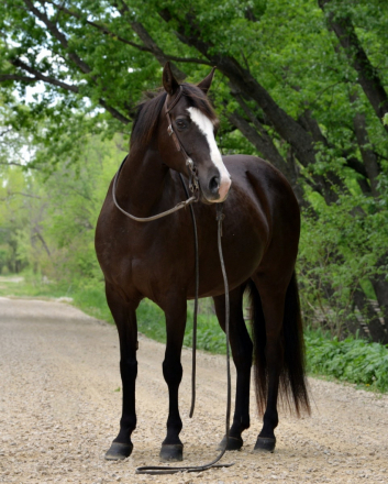 HorseID: 2314344 Tri-Mi Dipped In Chocolate - PhotoID: 1100005