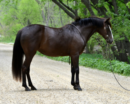 HorseID: 2314344 Tri-Mi Dipped In Chocolate - PhotoID: 1100006