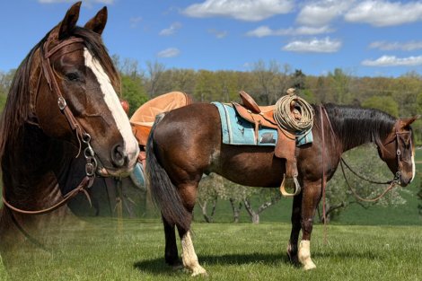 HorseID: 2314345 U Don’t Know Jac - PhotoID: 1100007