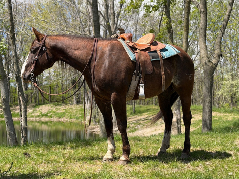 HorseID: 2314345 U Don’t Know Jac - PhotoID: 1100009