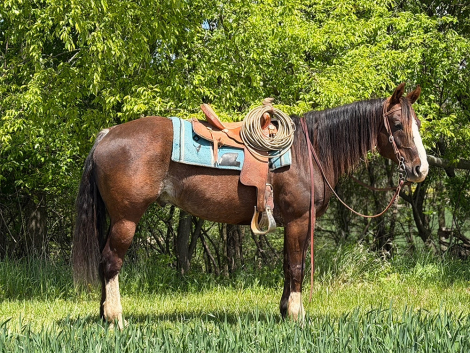 HorseID: 2314345 U Don’t Know Jac - PhotoID: 1100010