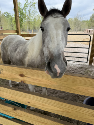 HorseID: 2314348 EVENHRTTHRBSGETTHEBLUZ - PhotoID: 1100019