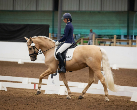 HorseID: 2314351 Ken - PhotoID: 1100011