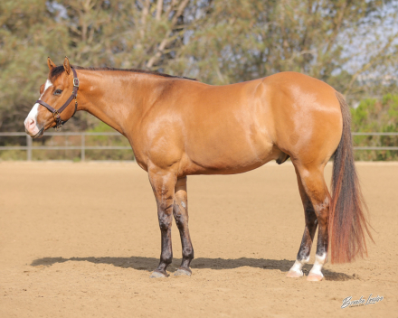 HorseID: 2314354 SKIPPABIT - PhotoID: 1100015