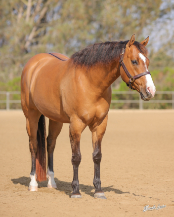 HorseID: 2314354 SKIPPABIT - PhotoID: 1100016