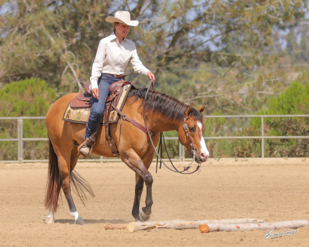HorseID: 2314354 SKIPPABIT - PhotoID: 1100017