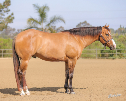 HorseID: 2314354 SKIPPABIT - PhotoID: 1100018