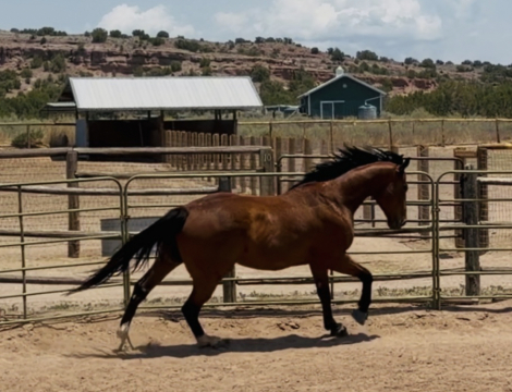 HorseID: 2314357 Start the Music - PhotoID: 1100022