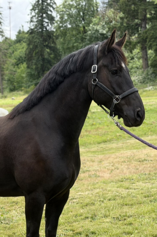 HorseID: 2314358 Beau - PhotoID: 1100024