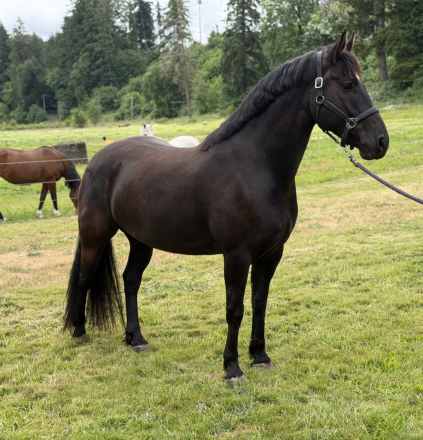 HorseID: 2314358 Beau - PhotoID: 1100025