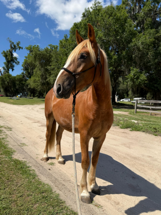 HorseID: 2314360 Rsuty - PhotoID: 1100026