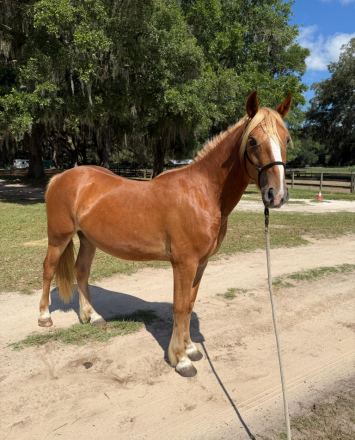 HorseID: 2314360 Rsuty - PhotoID: 1100027