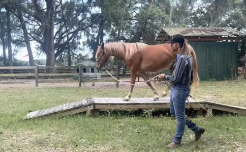HorseID: 2314360 Rsuty - PhotoID: 1100028