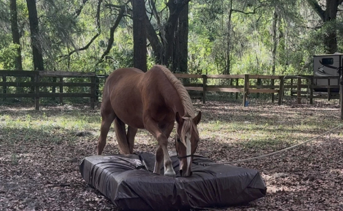 HorseID: 2314360 Rsuty - PhotoID: 1100030