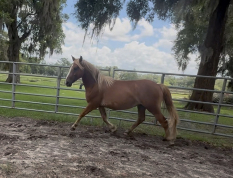 HorseID: 2314360 Rsuty - PhotoID: 1100031