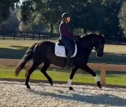 HorseID: 2314361 Doc's Baby - PhotoID: 1100033