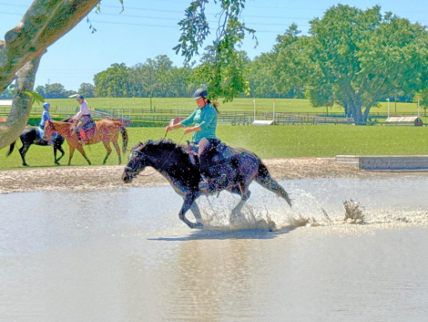 HorseID: 2314361 Doc's Baby - PhotoID: 1100034