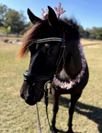 HorseID: 2314361 Doc's Baby - PhotoID: 1100035