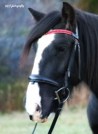 HorseID: 2314372 BRG Stroke of Midnight - PhotoID: 1100048