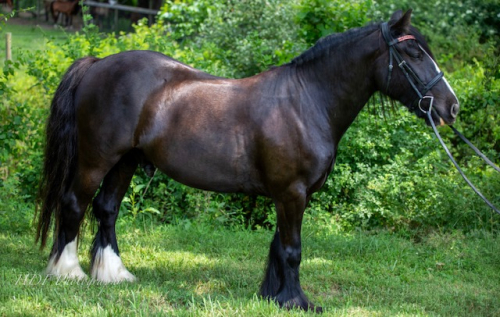 HorseID: 2314372 BRG Stroke of Midnight - PhotoID: 1100049