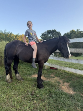 HorseID: 2314372 BRG Stroke of Midnight - PhotoID: 1100050