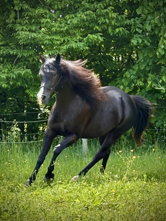 HorseID: 2314374 Mira - PhotoID: 1100052
