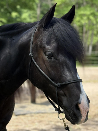 HorseID: 2314374 Mira - PhotoID: 1100053