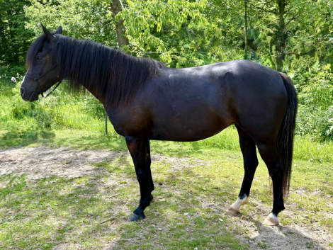 HorseID: 2314374 Mira - PhotoID: 1100054