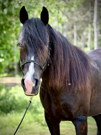 HorseID: 2314374 Mira - PhotoID: 1100055