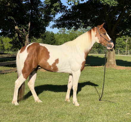 HorseID: 2314380 SAMSON’S LITTLEMAN - PhotoID: 1100056