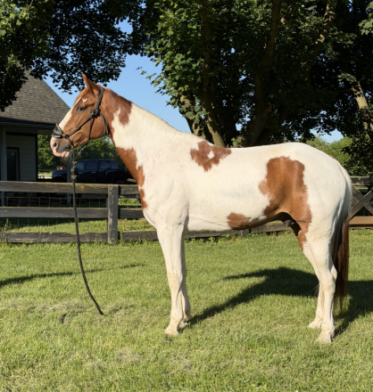HorseID: 2314380 SAMSON’S LITTLEMAN - PhotoID: 1100057