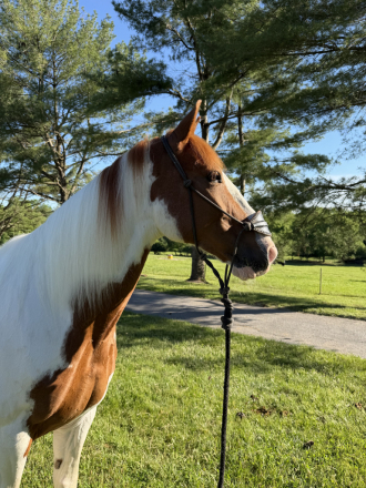 HorseID: 2314380 SAMSON’S LITTLEMAN - PhotoID: 1100058