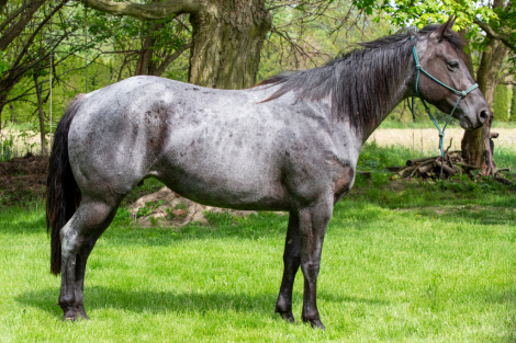 HorseID: 2314382 FQHR Peppy Lovin - PhotoID: 1100064