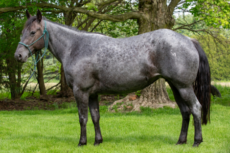 HorseID: 2314382 FQHR Peppy Lovin - PhotoID: 1100065