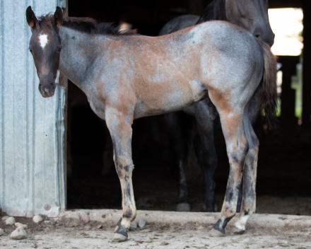 HorseID: 2314382 FQHR Peppy Lovin - PhotoID: 1100066