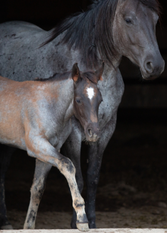 HorseID: 2314382 FQHR Peppy Lovin - PhotoID: 1100067