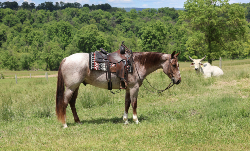 HorseID: 2314394 “GS SAN COWBOY” Aka Amarillo - PhotoID: 1100070