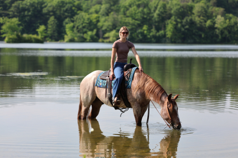 HorseID: 2314394 “GS SAN COWBOY” Aka Amarillo - PhotoID: 1100071