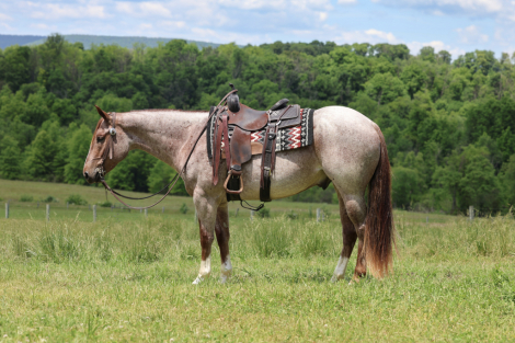 HorseID: 2314394 “GS SAN COWBOY” Aka Amarillo - PhotoID: 1100072
