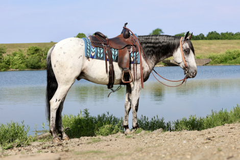 HorseID: 2314395 “BRIGHTSTAR TIC TOC” Aka Tic Toc - PhotoID: 1100074