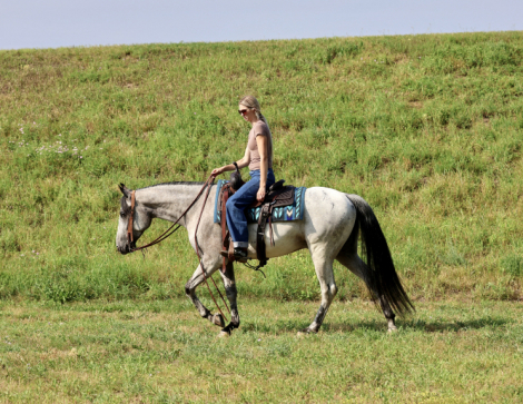 HorseID: 2314395 “BRIGHTSTAR TIC TOC” Aka Tic Toc - PhotoID: 1100075