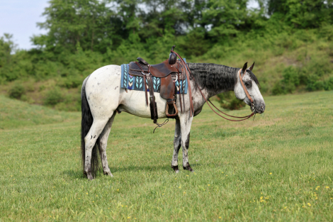 HorseID: 2314395 “BRIGHTSTAR TIC TOC” Aka Tic Toc - PhotoID: 1100076