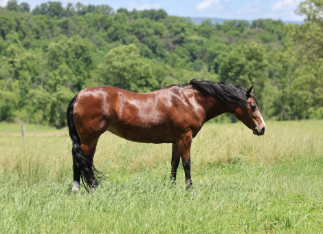 HorseID: 2314396 LadyBug - PhotoID: 1100077