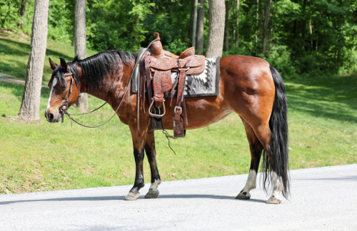 HorseID: 2314396 LadyBug - PhotoID: 1100078