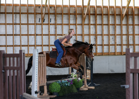 HorseID: 2314396 LadyBug - PhotoID: 1100079