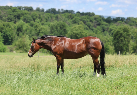 HorseID: 2314396 LadyBug - PhotoID: 1100080